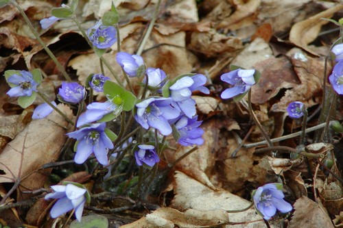 Stavební bytové družstvo AREA , Praha IČO 00033201