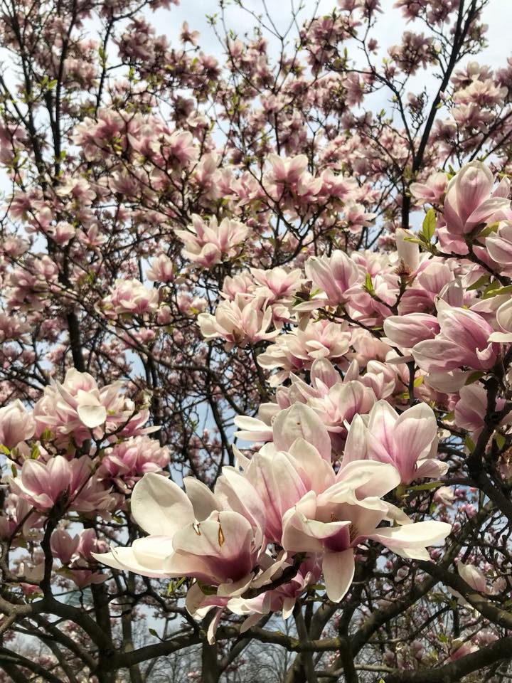 Ing. Miroslav Horský IČO: 15901092