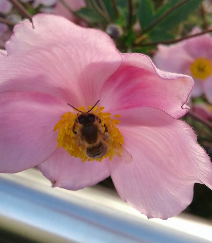 PGHI Services s.r.o. , Praha IČO 08347441