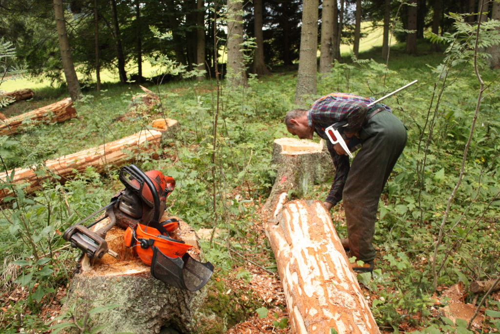 Přirozené lesy různého druhového složení byly v klimatických podmínkách České republiky naprosto převládajícím přirozeným ekosystémem. Přirozená lesnatost v době pronikání prvních početně významnějších populací lidí se blížila 100 %, ale ještě na začátku 10. století je odhadována na více než 70 %, stejně jako tomu bylo ve většině zemí střední Evropy.[3] Do vývoje absolutní většiny lesů již v historii člověk nějakým způsobem zasáhl.